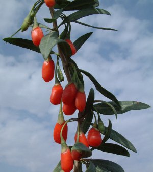 goji-berries